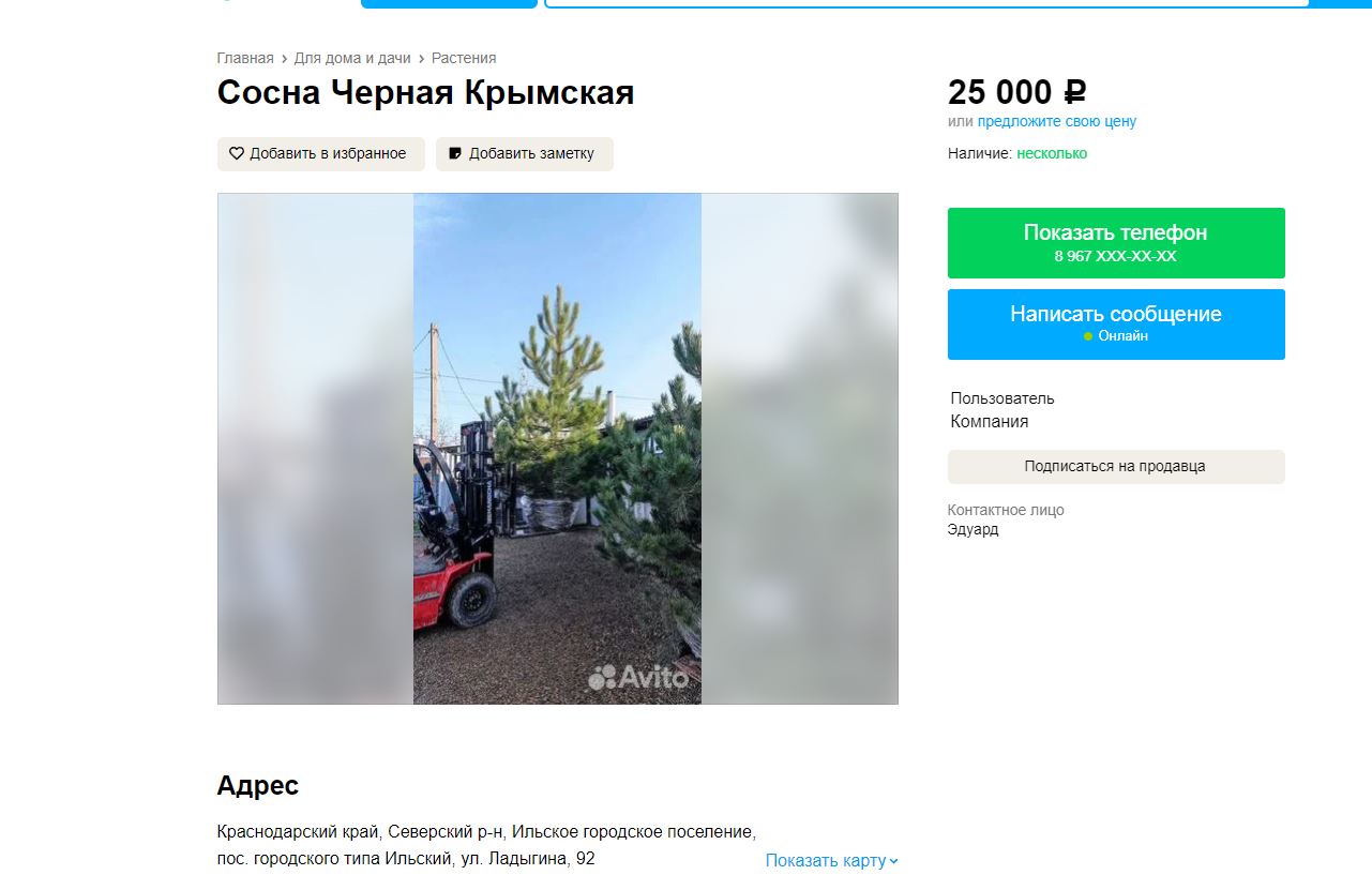 Июнь – хоть плюнь: но в Крымском районе высадили сосны