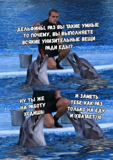9.	Мало кто знает, но у дельфинов на полотенцах изображены люди: анекдоты дня 