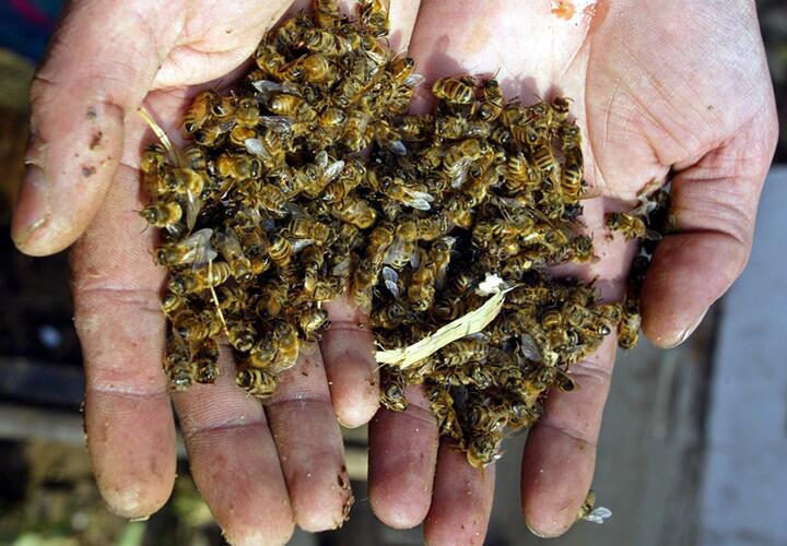 В одном из районов Краснодарского края массово гибнут пчелы ВИДЕО