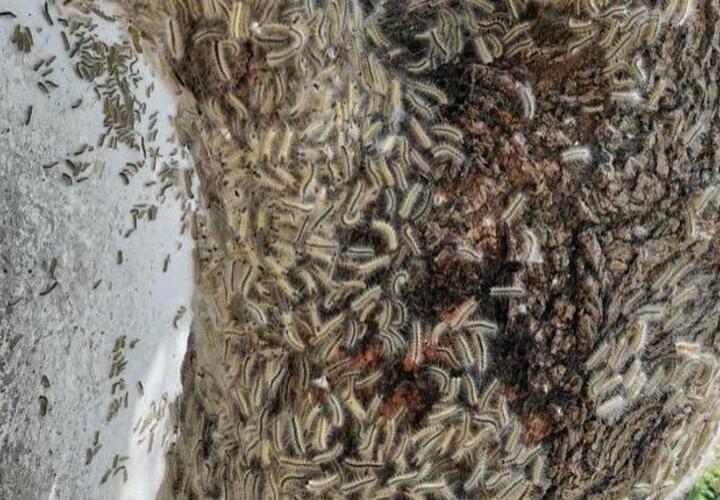 Самшитовые гусеницы поедают деревья в Новороссийске  ВИДЕО