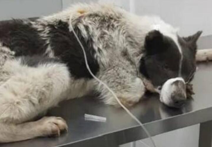 На Кубани неизвестный отравил 12 собак