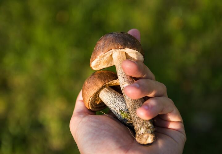 Медики рассказали, что грибы обладают противоопухолевыми свойствами