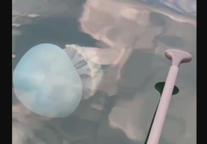 В результате атаки медуз 13 человек попали в больницу