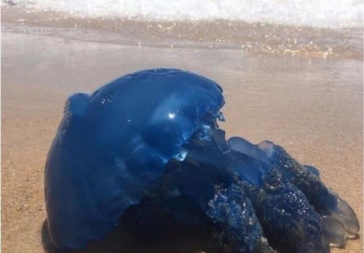 На пляже под Анапой волны выбросили на берег огромную синюю кубомедузу