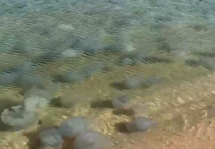 Огромные полчища медуз заполонили Азовское море 