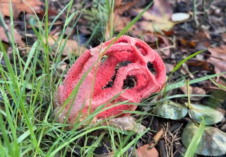 Очень редкий ядовитый гриб с запахом гниющей плоти вырос в парке Сочи 