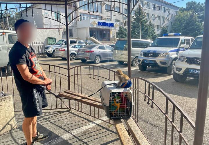 В Геленджике задержан фотоживодер с двумя попугаями и обезьяной