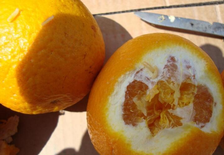 В Новороссийск попали более 100 тонн апельсинов и мандаринов с мухами