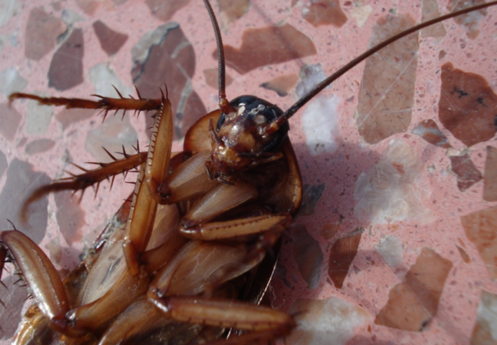В детском саду Краснодара по детским кроваткам ползают тараканы