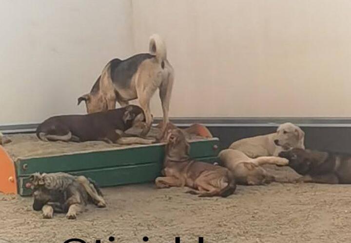 Стая бродячих собак оккупировала детскую площадку в микрорайоне Черемушки в Краснодаре