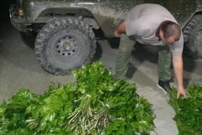 В Сочинском нацпарке местные жители охапками рвали краснокнижные растения