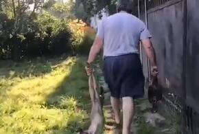 Житель Кубани издевался над псом, загрызшим курицу
