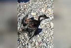 В Анапе на берегу моря нашли испачканных мазутом птиц ВИДЕО