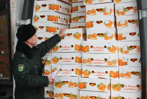 Новогодний квест: почему в Сочи почти невозможно купить абхазские мандарины