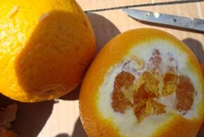 В Новороссийск попали более 100 тонн апельсинов и мандаринов с мухами