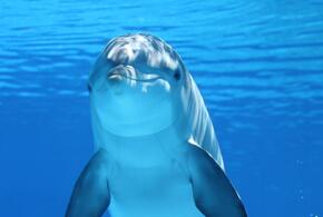 Эксперт назвал причины гибели дельфинов под Анапой