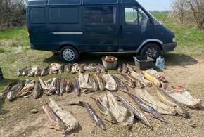 На Кубани браконьеры убили рыб ценной породы на четыре миллиона рублей