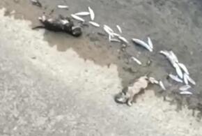 Туши мертвых рыб, лягушек и выдр разбросаны по берегу реки Восточный Дагомыс