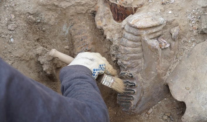 На Тамани нашли кладбище мертвых слонов и носорогов ВИДЕО