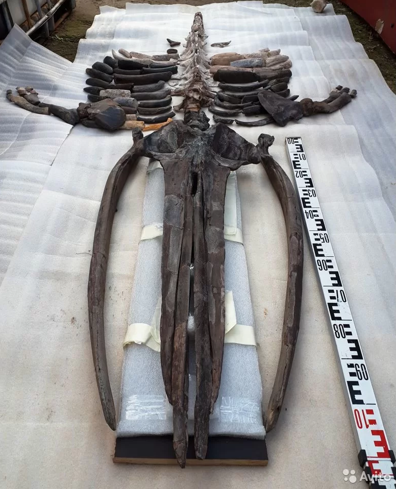 В Анапе продают скелет первобытного цетотерия