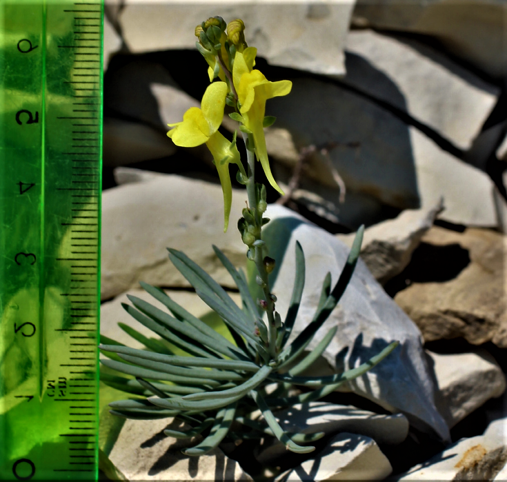 Под Новороссийском ученые нашли новый вид миниатюрных растений-экстремалов
