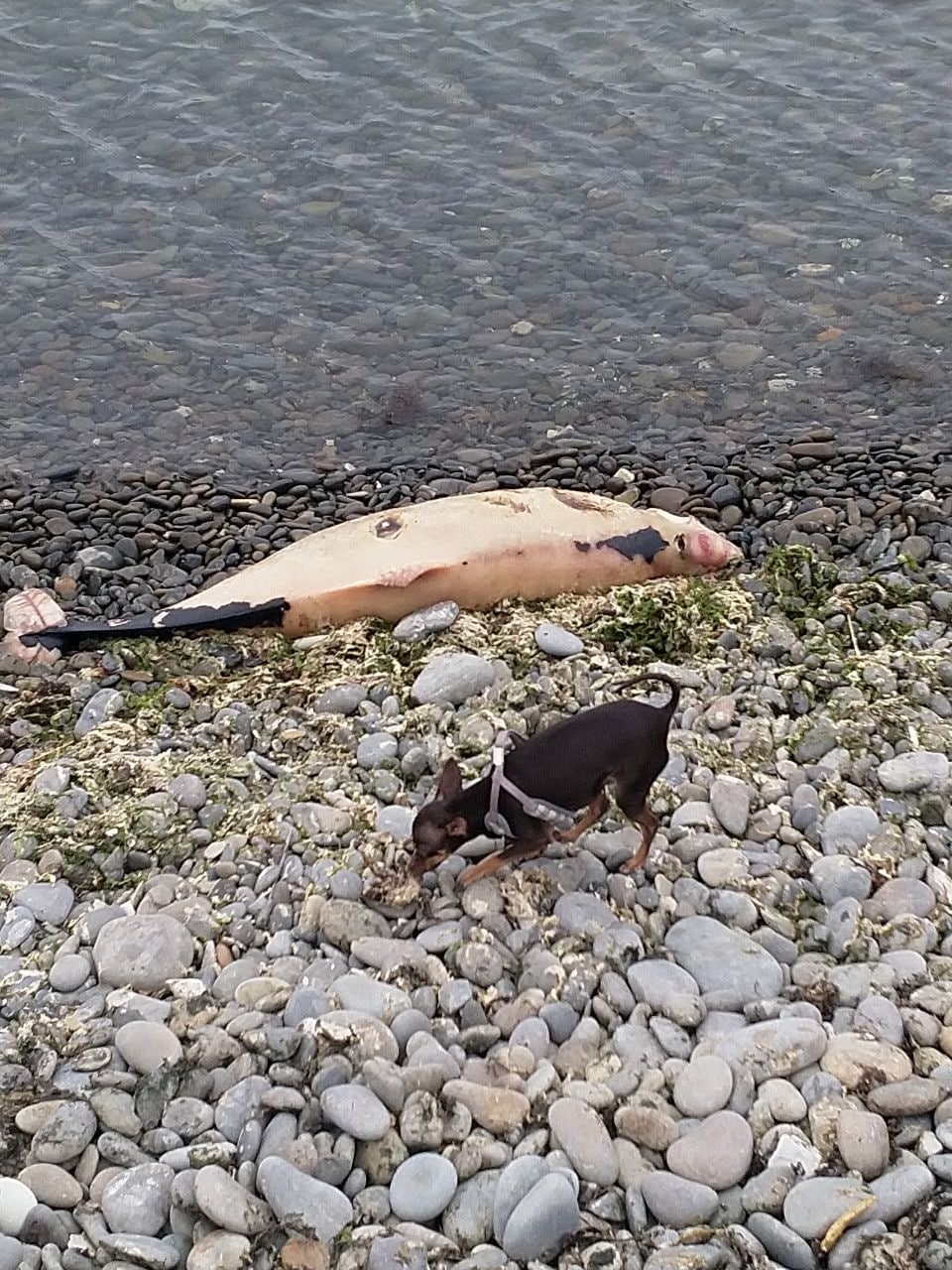 Под Новороссийском жители обнаружили на берегу дельфина с отрезанной головой