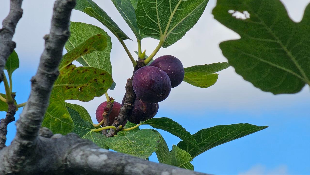 Фото: Живая Кубань
