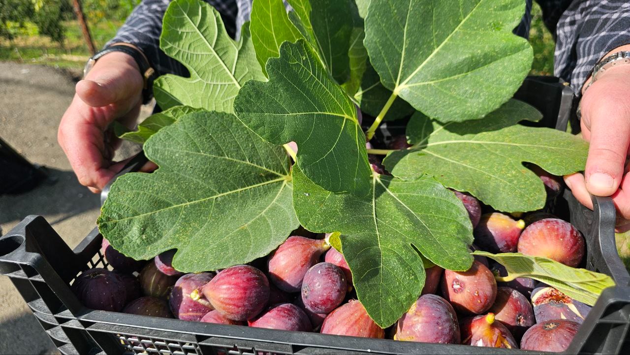 Фото: Живая Кубань