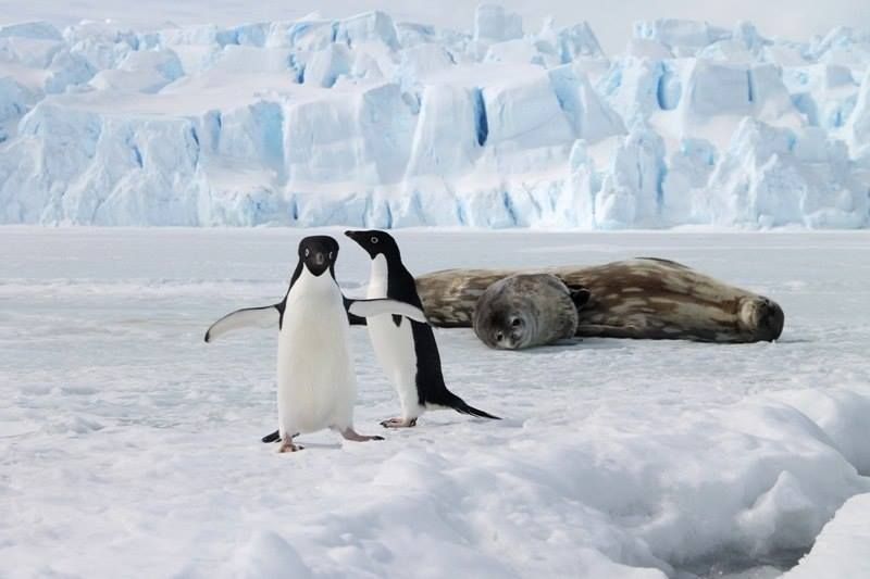  Антарктическому острову грозит экологическая катастрофа