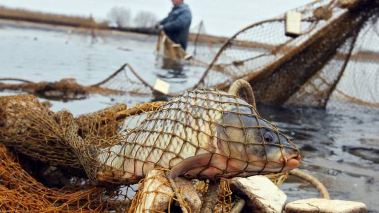 С 1 мая на Кубани за ловлю бычков в море могут отправить за решетку