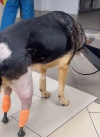 В Новосибирске ветеринары поставили протезы собаке из Апшеронска