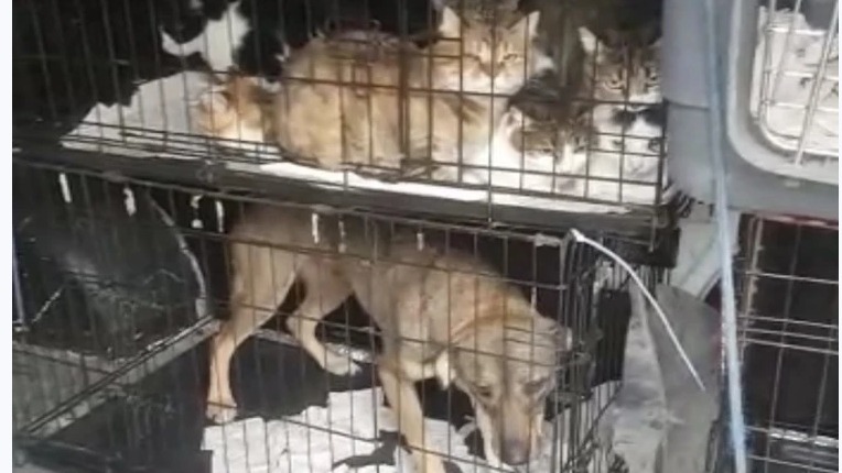 Из Херсона эвакуировали женщину с 19 собаками и 14 кошками