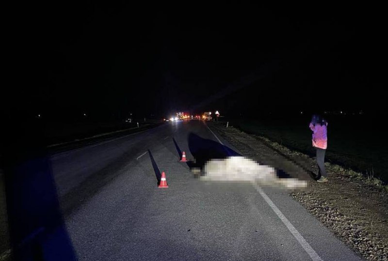 Один человек погиб и несколько пострадало из-за лошади в Адыгее