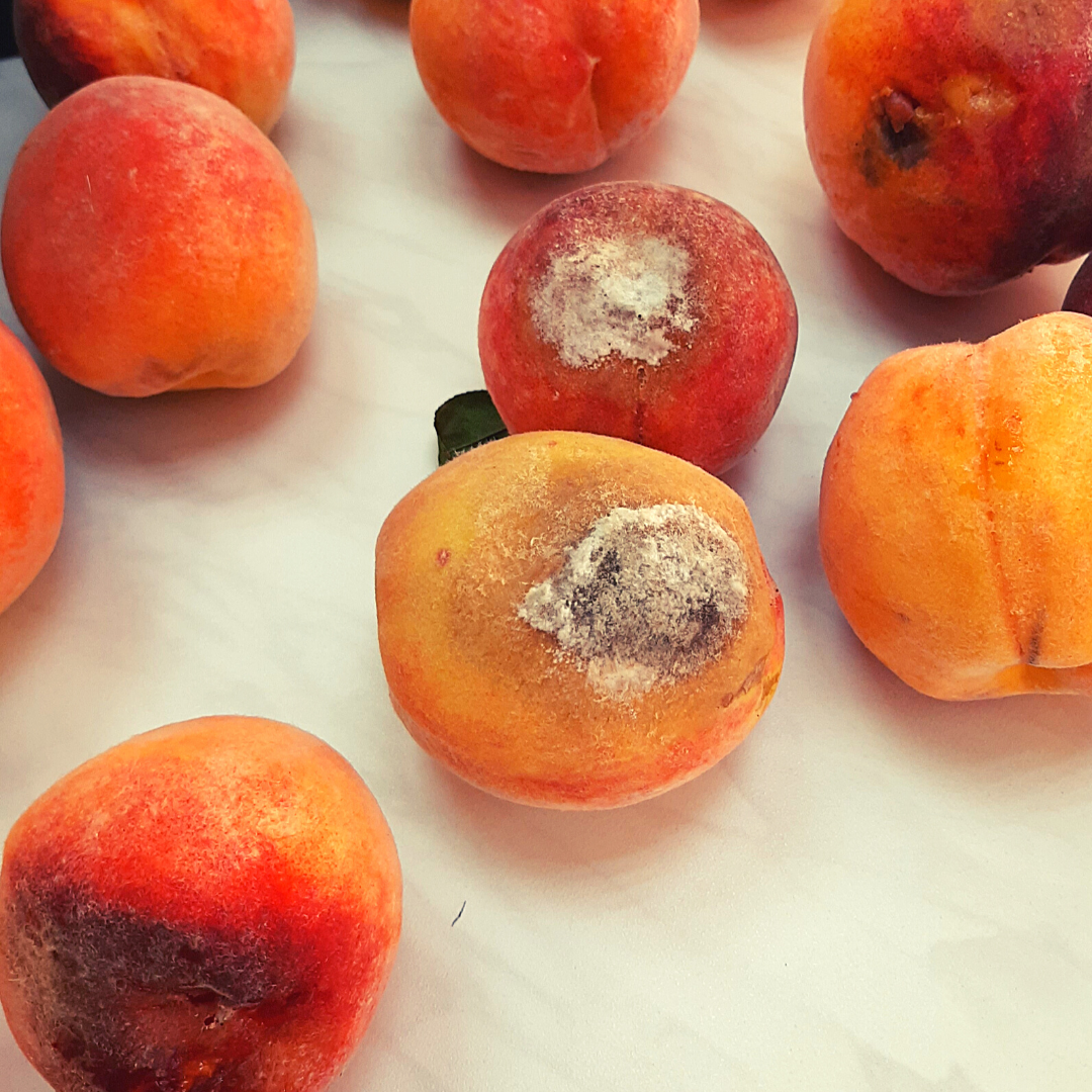 В Славянск-на-Кубани привезли персики и нектарины с грибком и вредителями