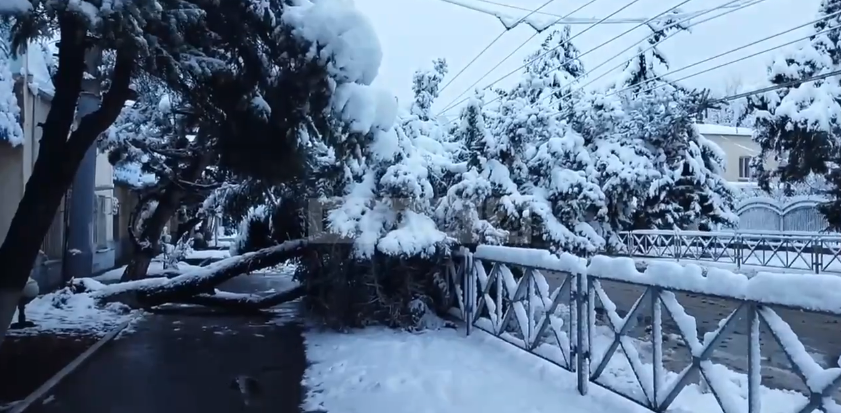 Падают деревья и провисают провода под тяжестью мокрого снега в Краснодаре