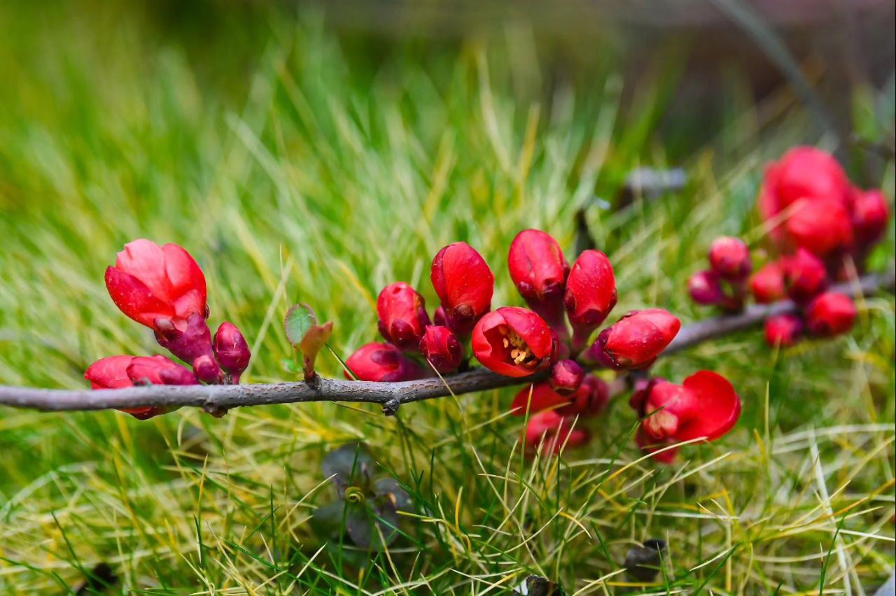 В парке Галицкого в Краснодаре необычные растения покрылись ярко-красными цветами