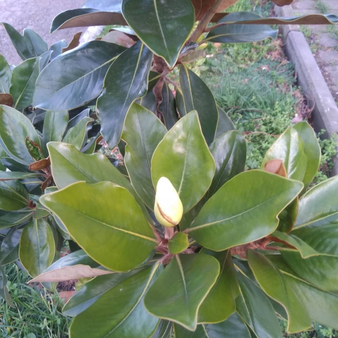 Декабрь в Анапе: зреет малина и цветет жасмин
