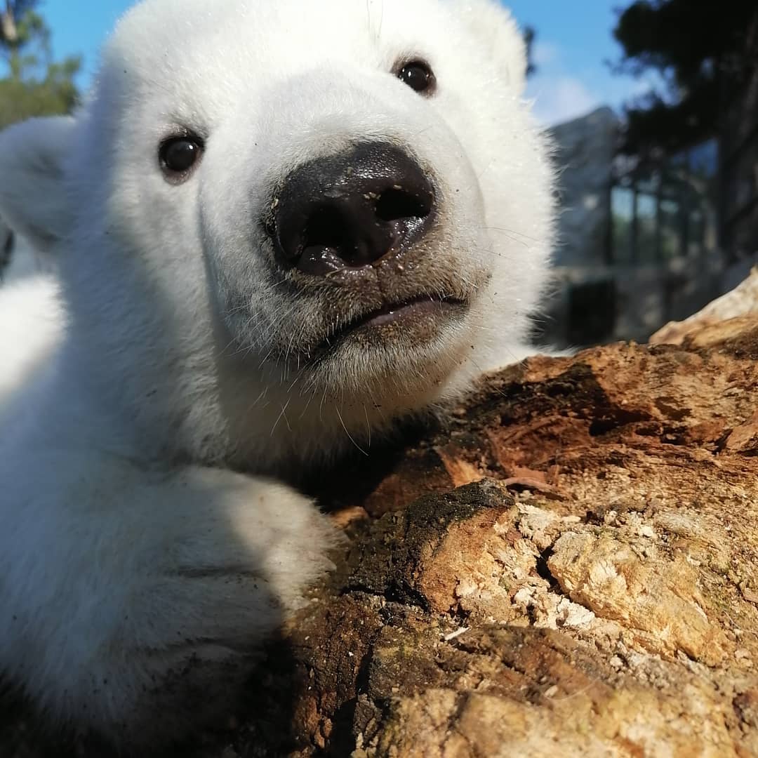Белые медвежата из «Сафари-парка» Геленджика теперь не безымянные