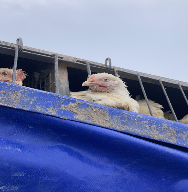 В Краснодарском крае 700 куриц отправили на карантин