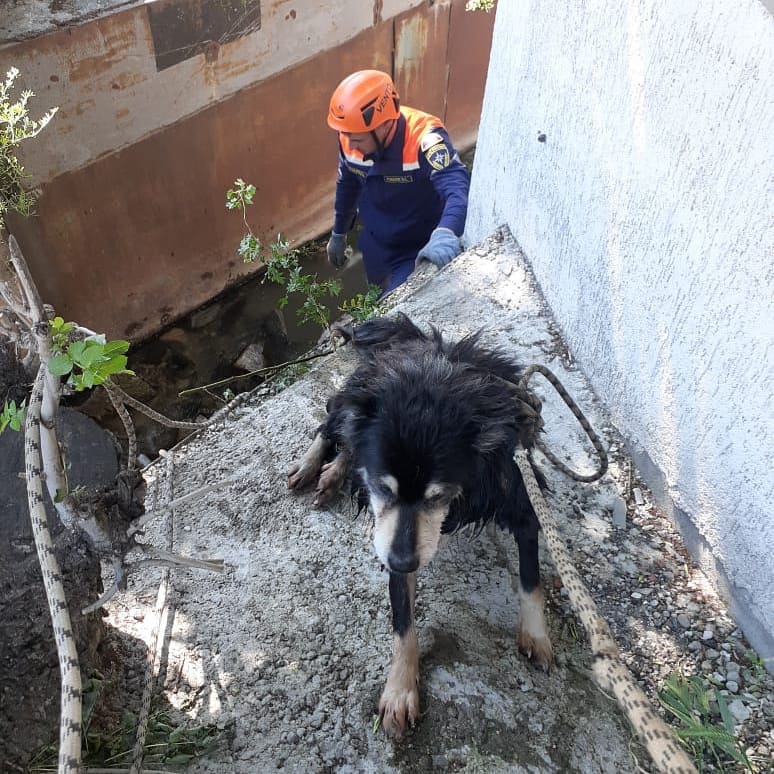 В Новороссийске собака просидела два дня в русле реки ВИДЕО