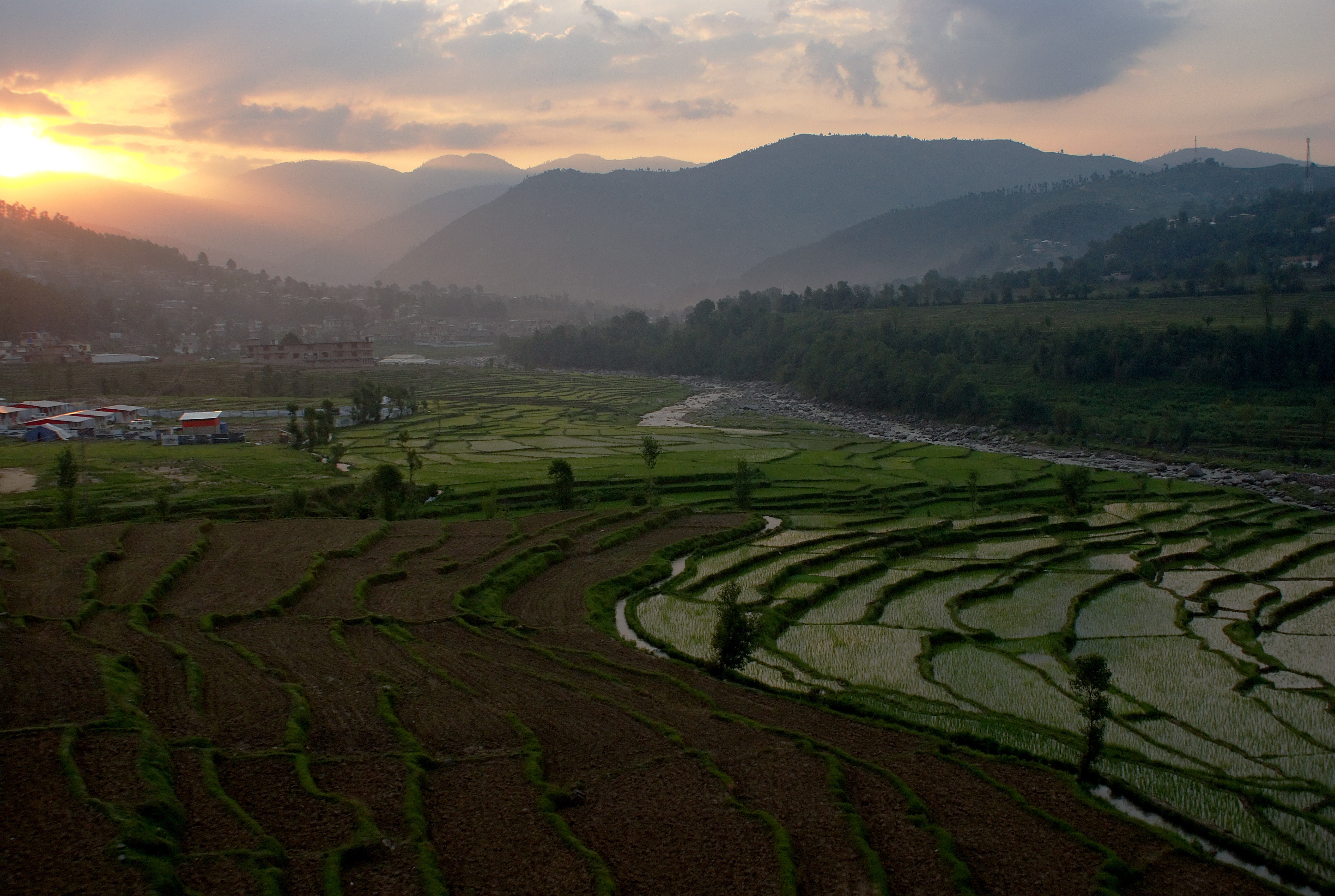 Рисовое поле