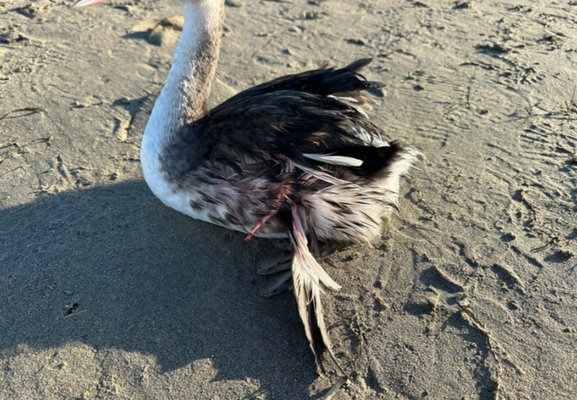 Птице ампутируют крыло