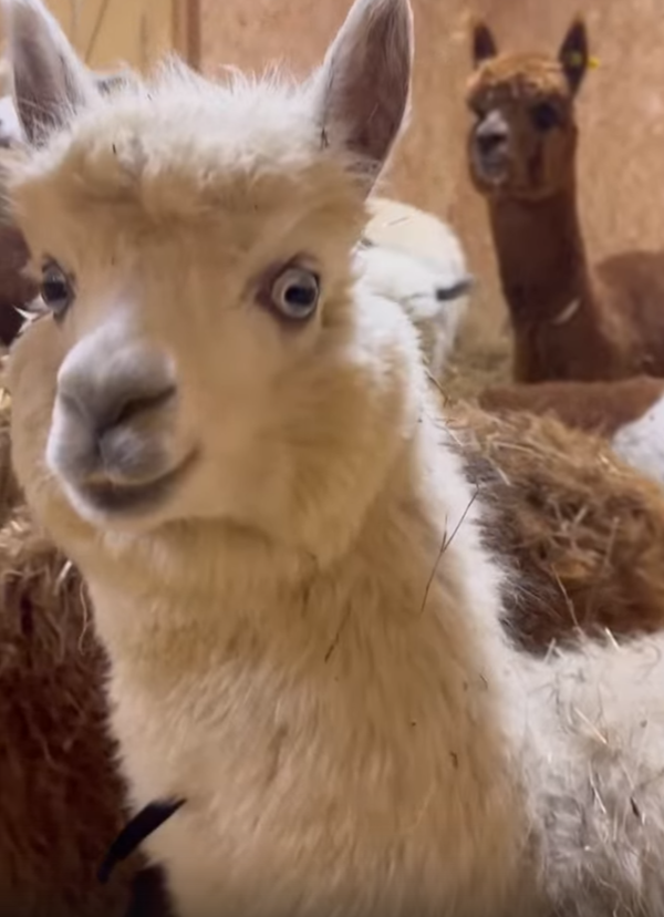 Редкая альпака-альбинос