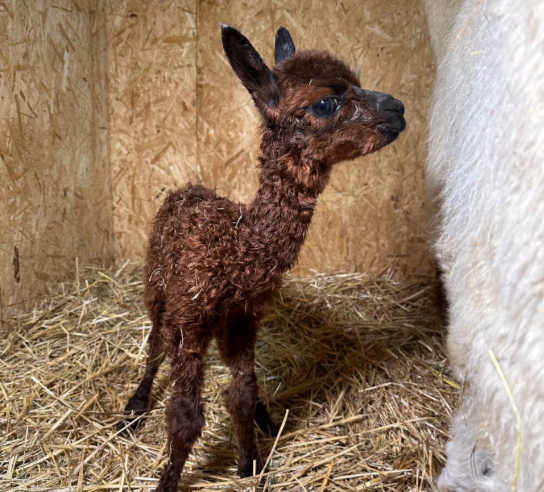 Верблюжонок