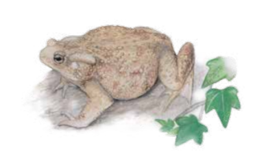 Фото: Красная Книга РФ