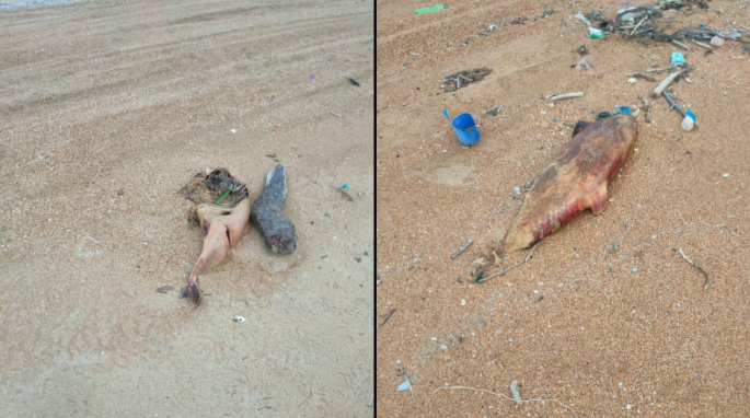 Фото: t.me/slavarevun