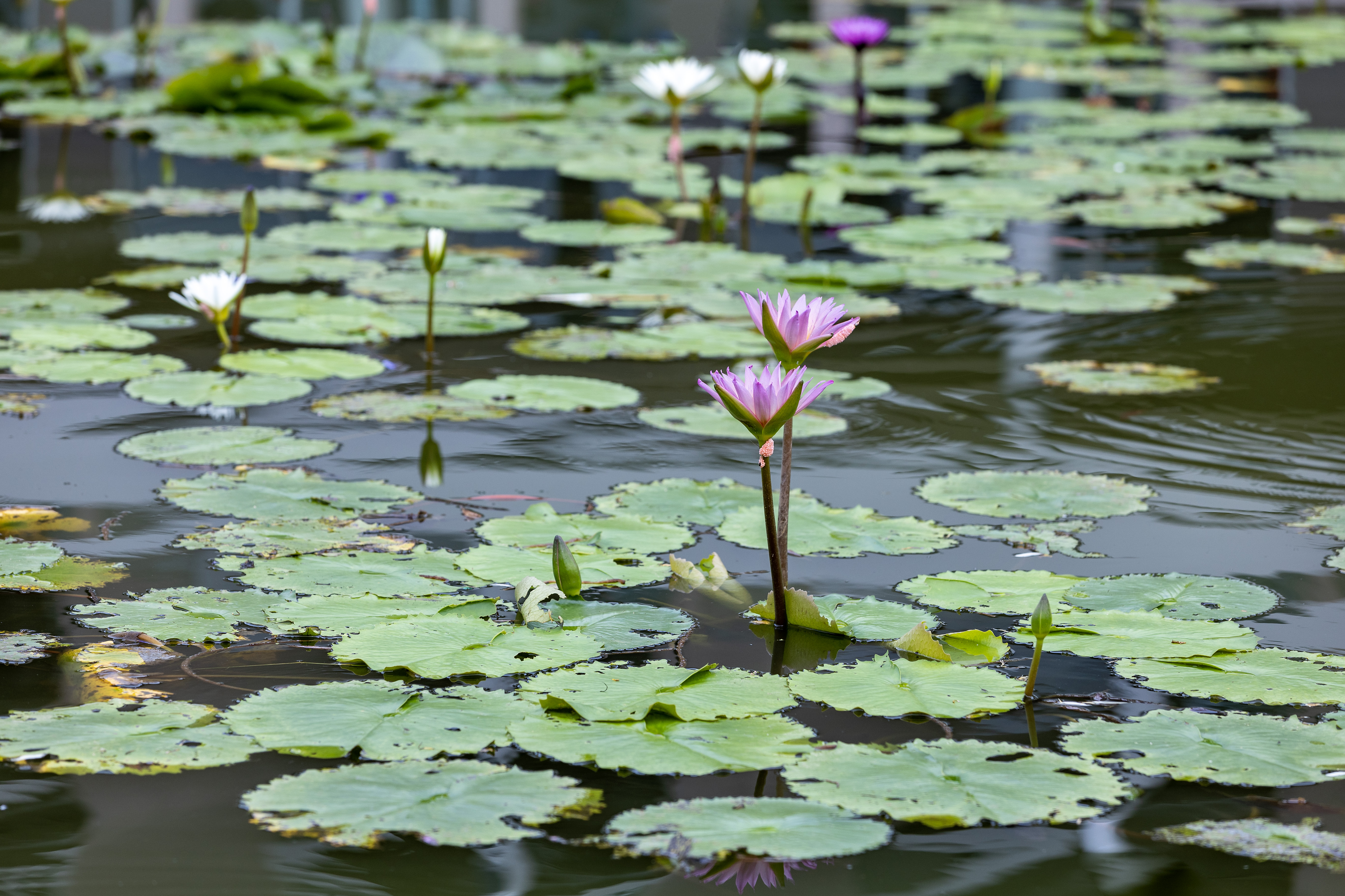 Лотосы Aleksey Smyshlyaev/Global Look Press