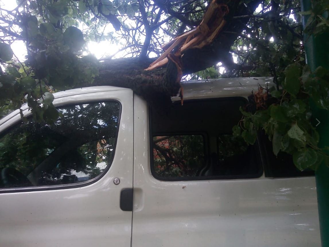 На Кубани дерево рухнуло на микроавтобус