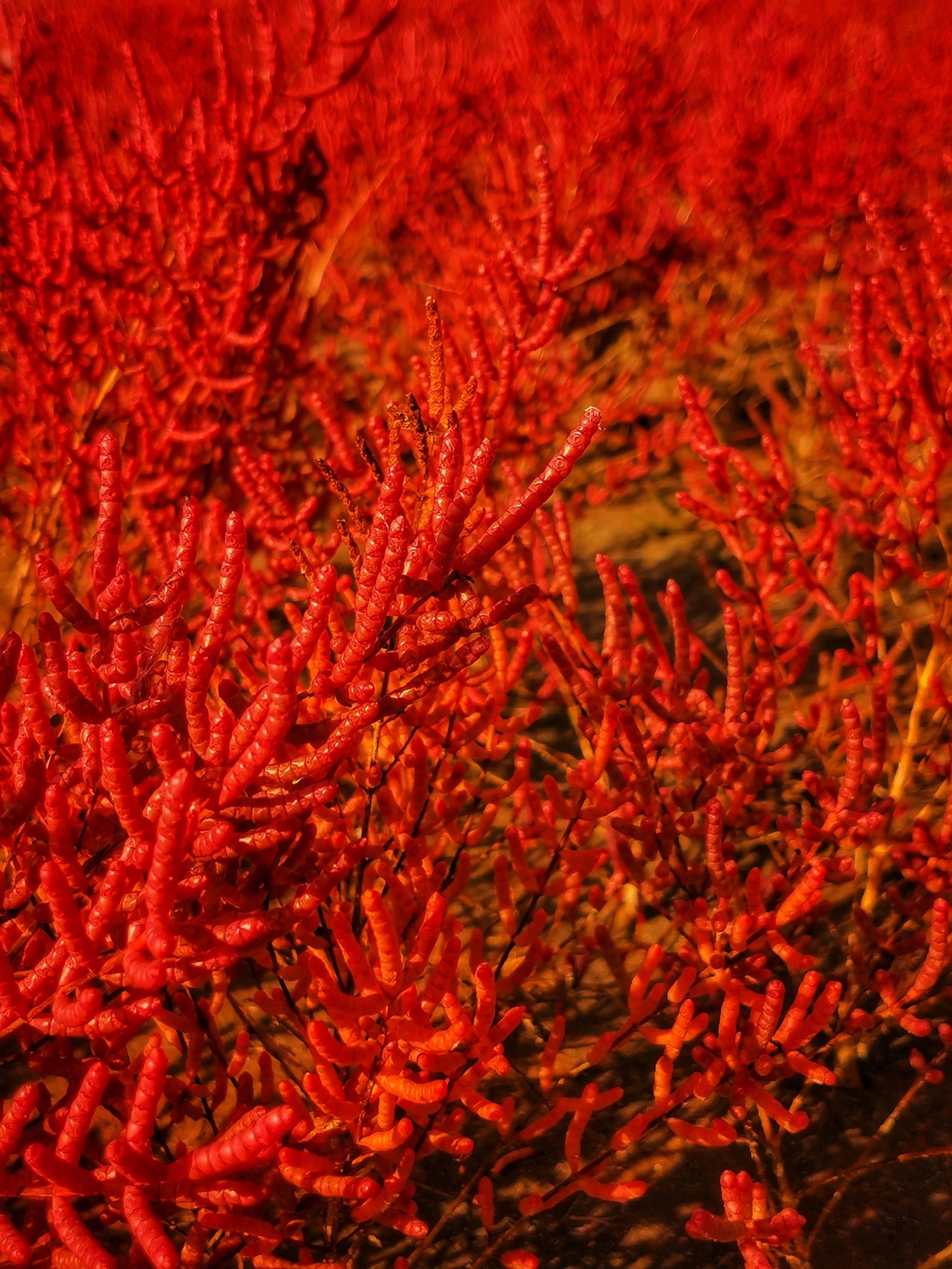 Под Анапой туристы обнаружили поля с марсианскими пейзажами