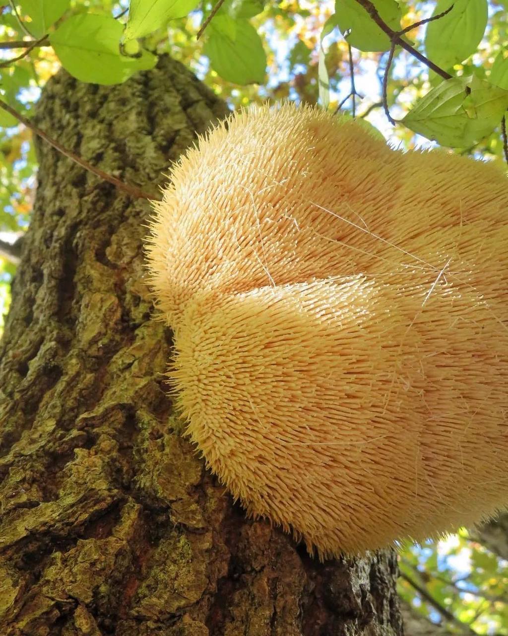 В лесу Анапы нашли волосатые грибы